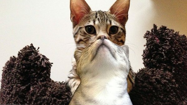 Коты неудачные кадры