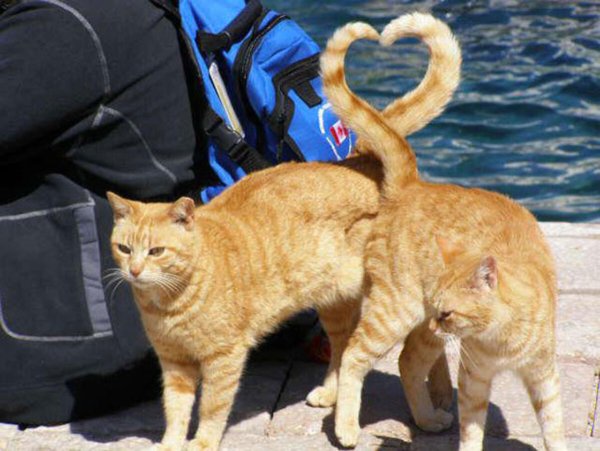 Кошки фото