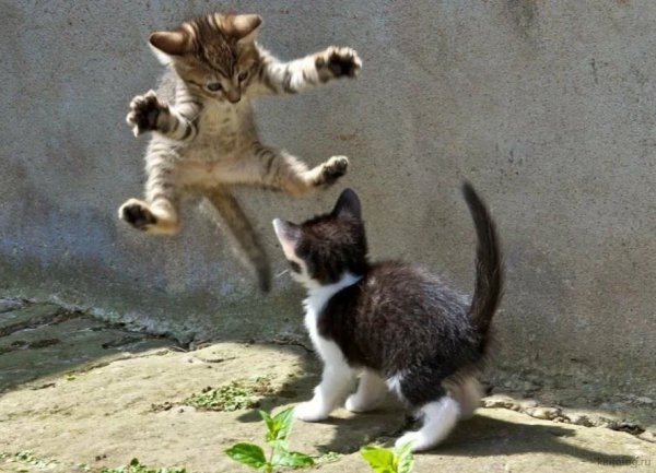 Котенок нападает