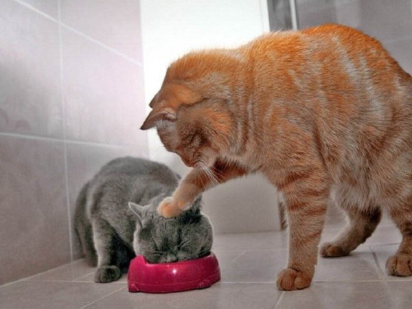 Приколы с котами