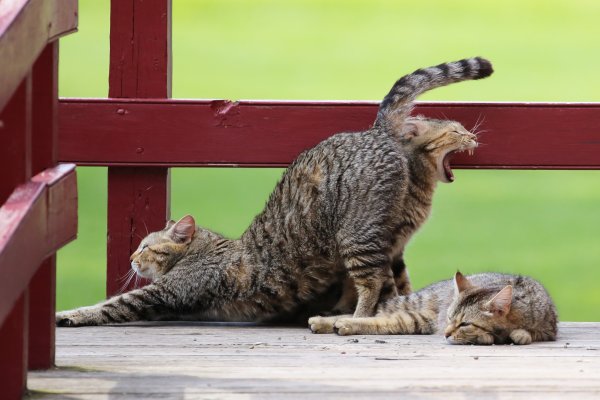 Прикольные кошки