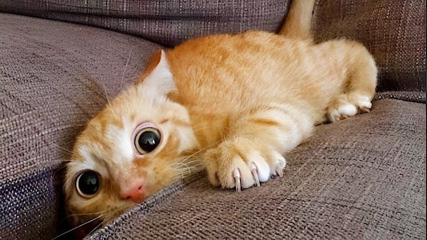 Смешной кот