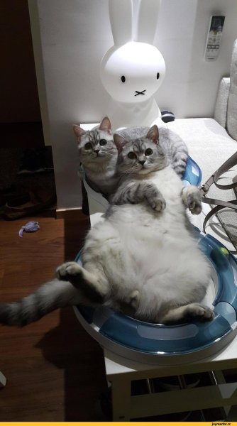 Коты смешные моменты
