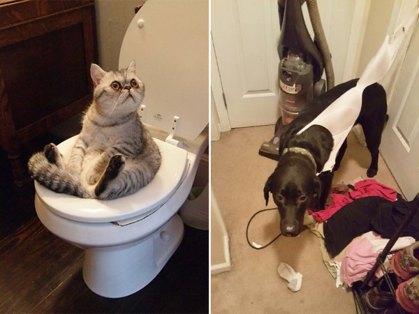Кошки в смешных ситуациях