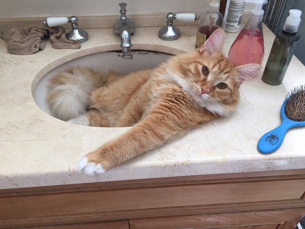 Прикольные коты