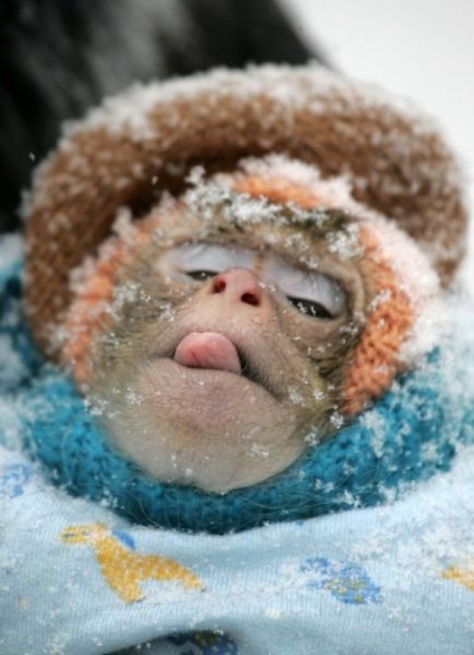 Обезьянка замерзла