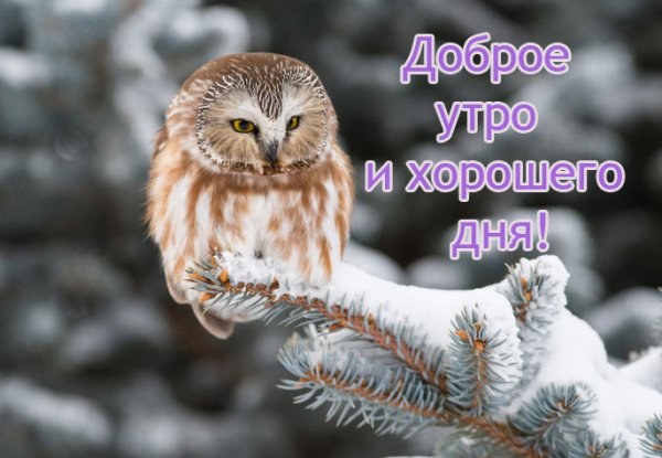 Доброе зимнее утро