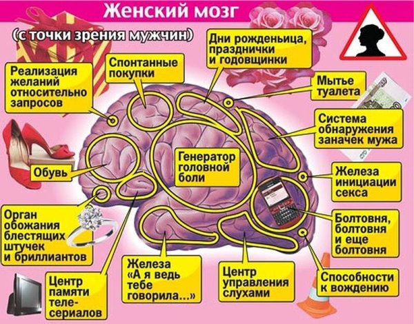 Мужской мозг