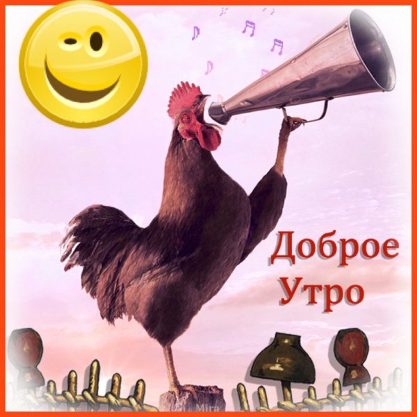 Открытки с добрым утром шуточные