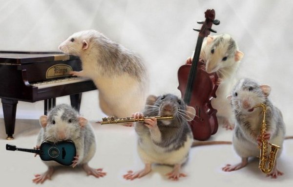 Музыкальные с животными