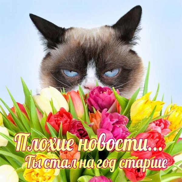 С днём рождения с животными