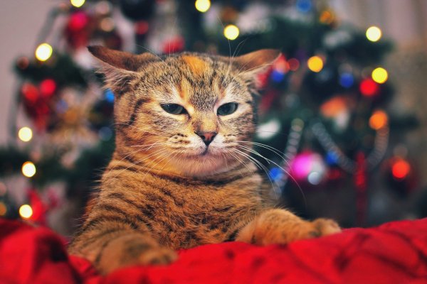 Новогодние котики на рабочий стол