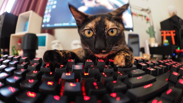 Котик на клавиатуре