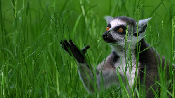 Кошачий лемур