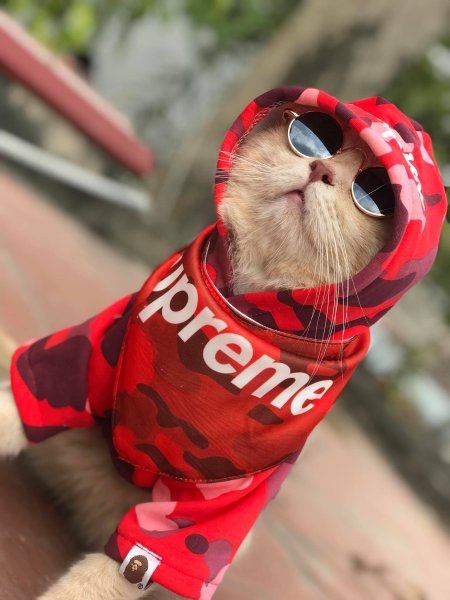 Крутые котики