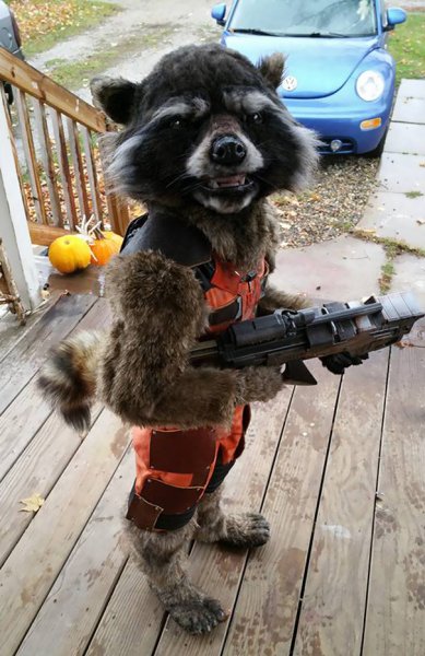 Собака с оружием