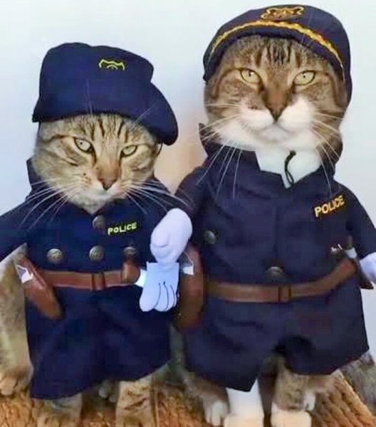 Котик в форме