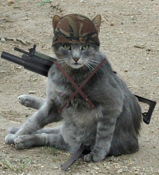 Боевой кот