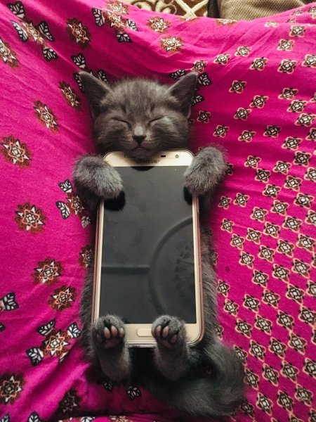 Приколы с котами