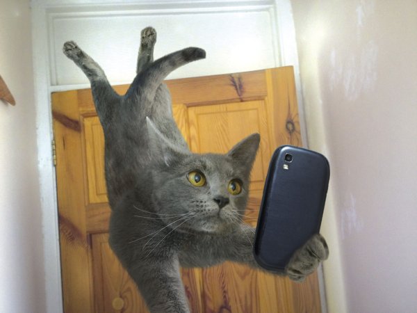 Смешные кошки