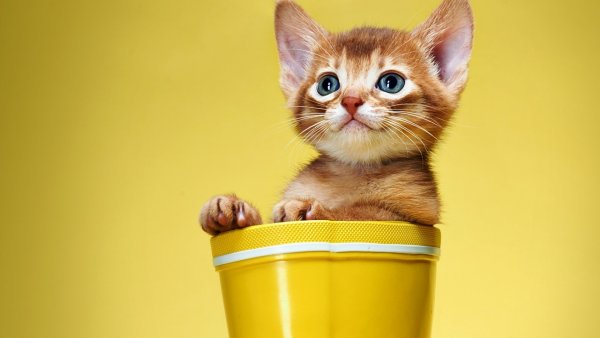 Рыжий котёнок