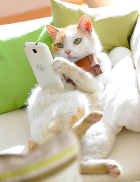 Кошечка с телефоном
