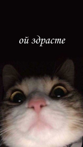 Коты мемы на аву