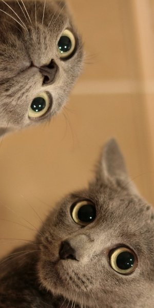 Классные котики