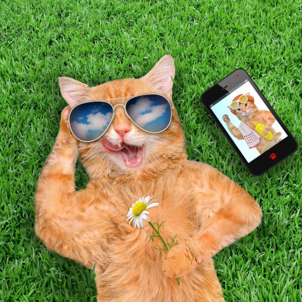 Кошечка в очках