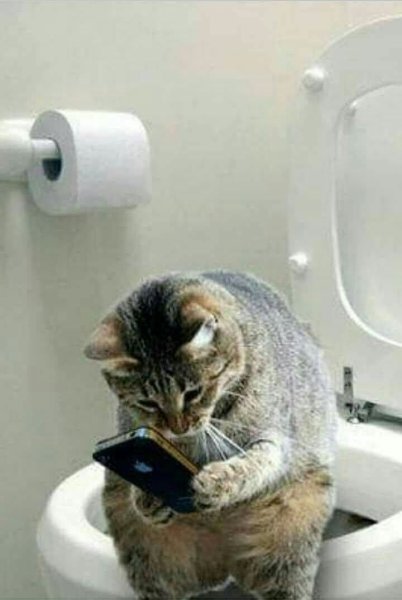 Смешные котики в унитазе