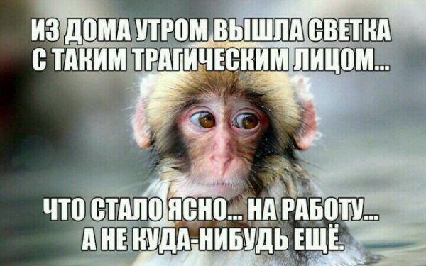 Света прикол