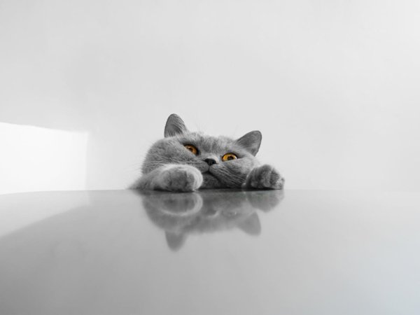 Обои на рабочий стол котята