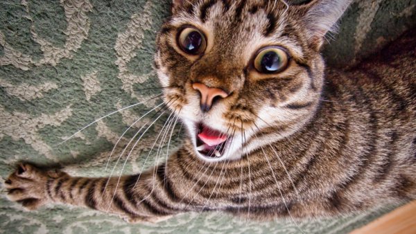 Котики смешные