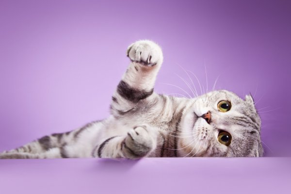 Шотландский вислоухий кот