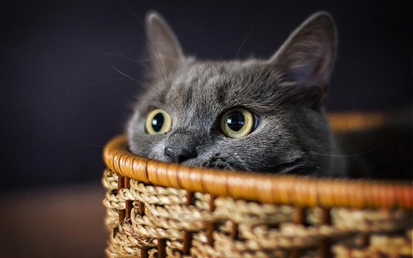 Обои с котиками