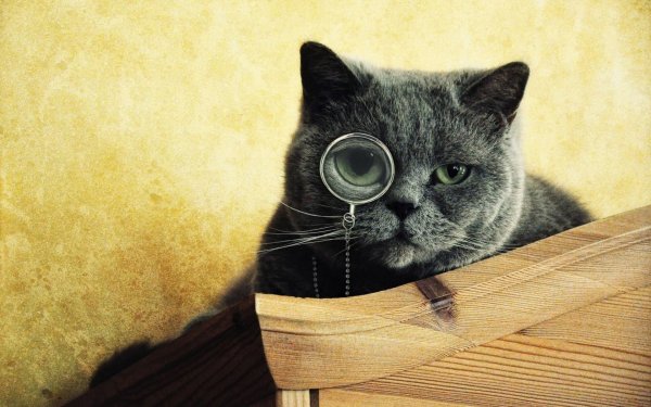 Любопытный котик