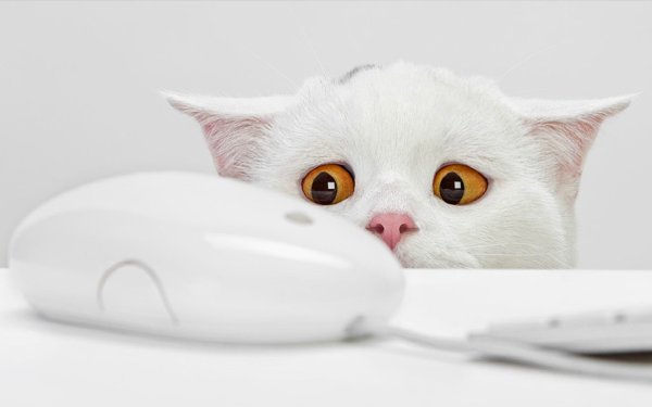 Котики на заставку компьютера