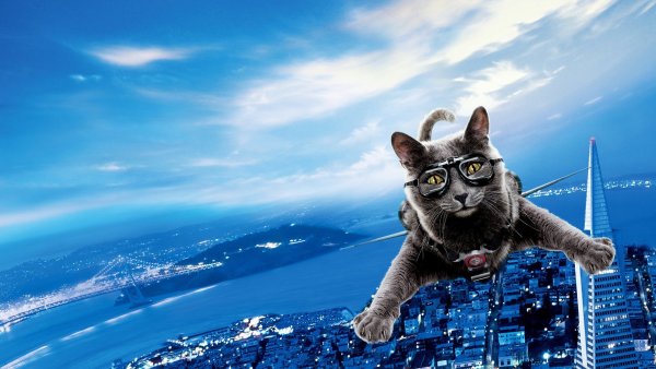 Заставка кот