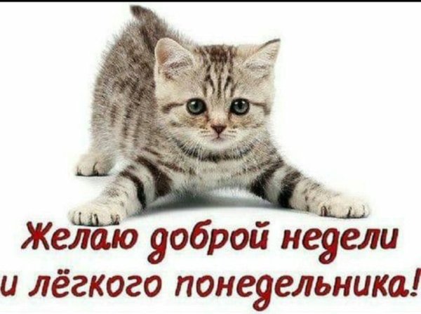 Открытки с понедельником прикольные