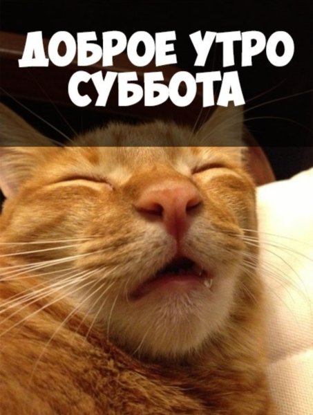 Доброе утро смешные картинки