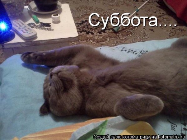 Суббота картинки смешные