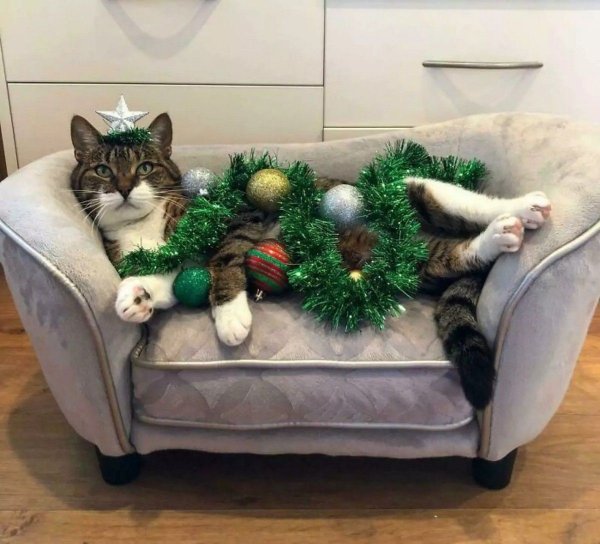 Коты и елки