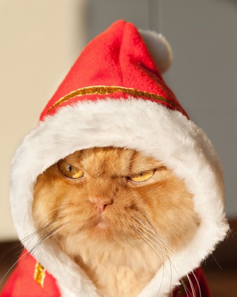 Новогодний кот