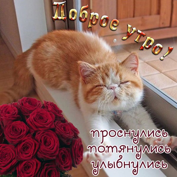 Открытки с добрым утром прикольные