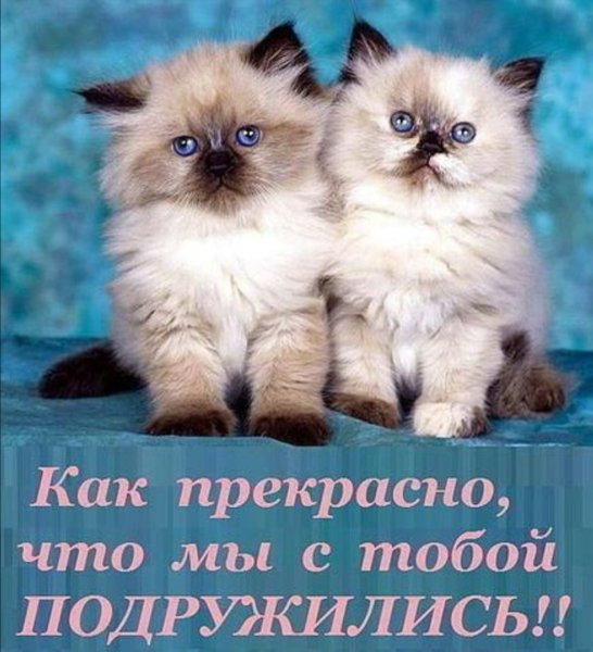 Котенок мотиватор