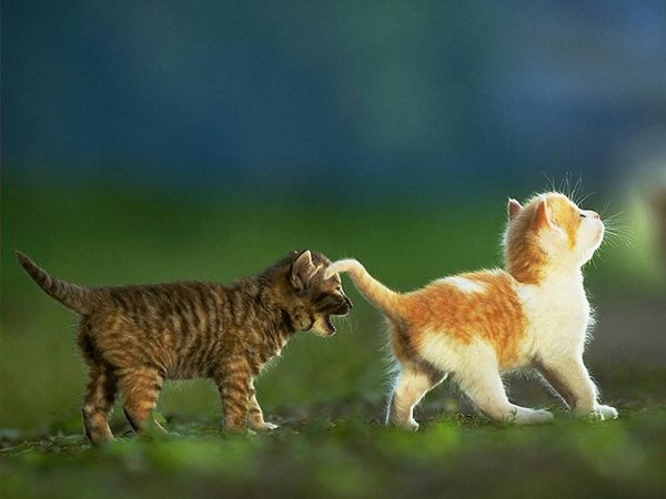 Котики мирятся