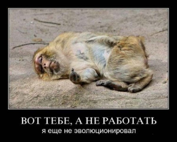 Смешные фото про работу