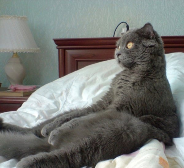 Кот проспал