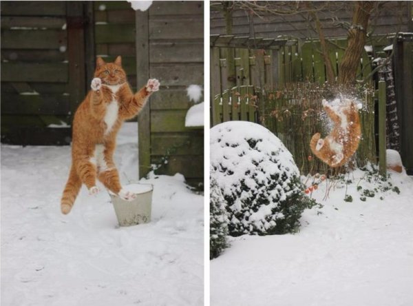 Юмор коты в снегу