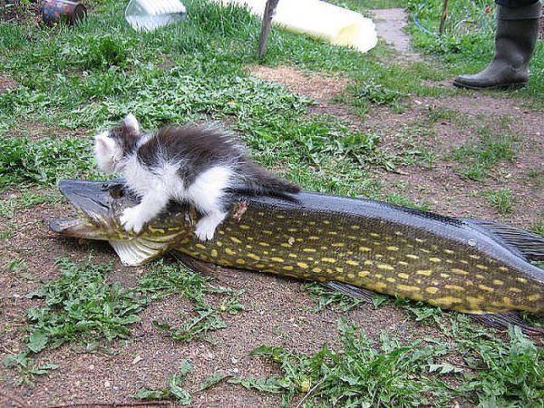Кот с рыбой